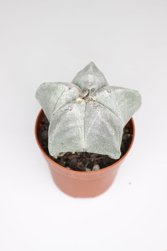 Astrophytum Myriostigma