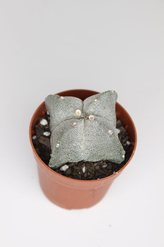 Astrophytum Myriostigma Quadricostatum