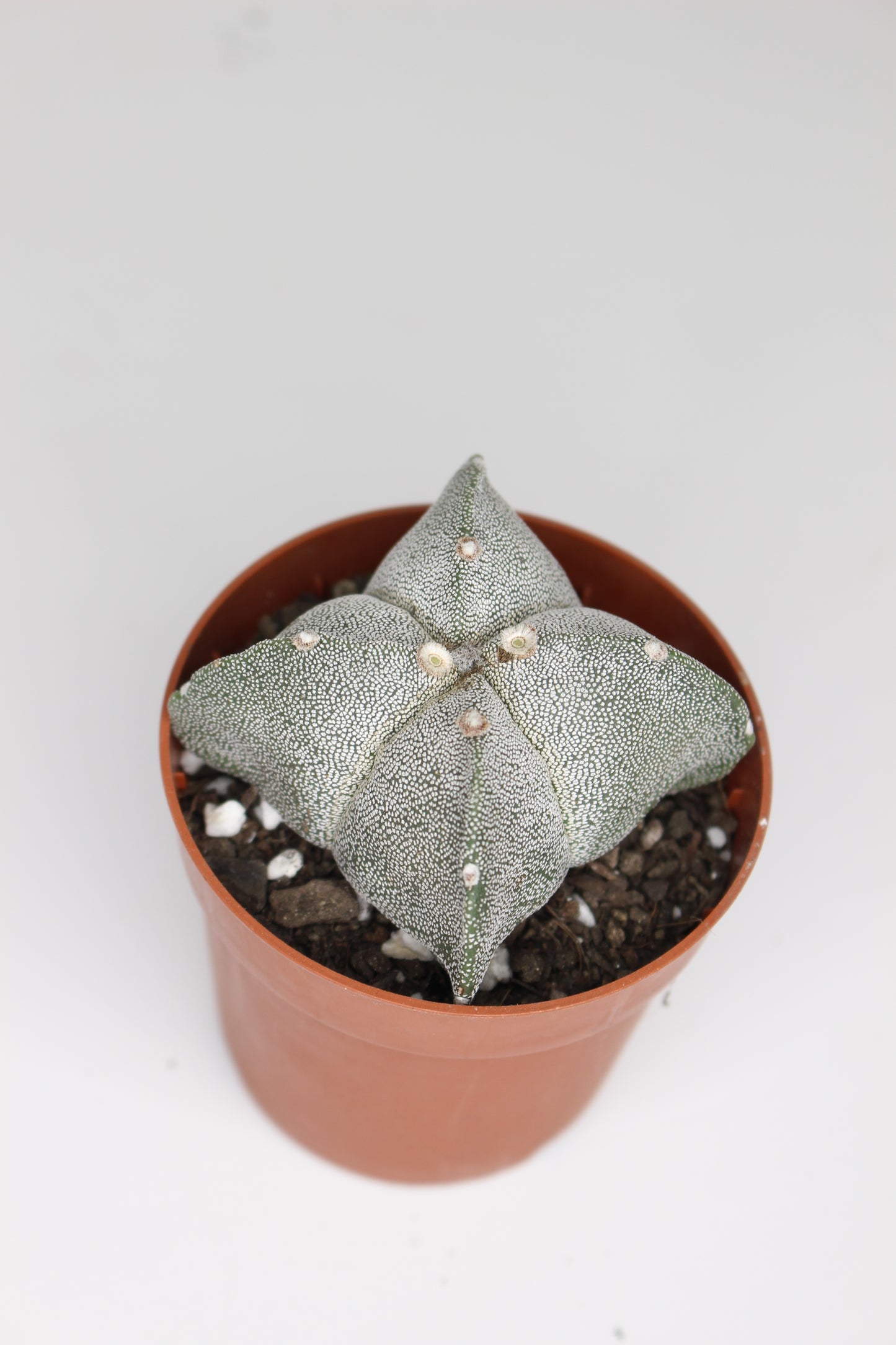 Astrophytum Myriostigma Quadricostatum