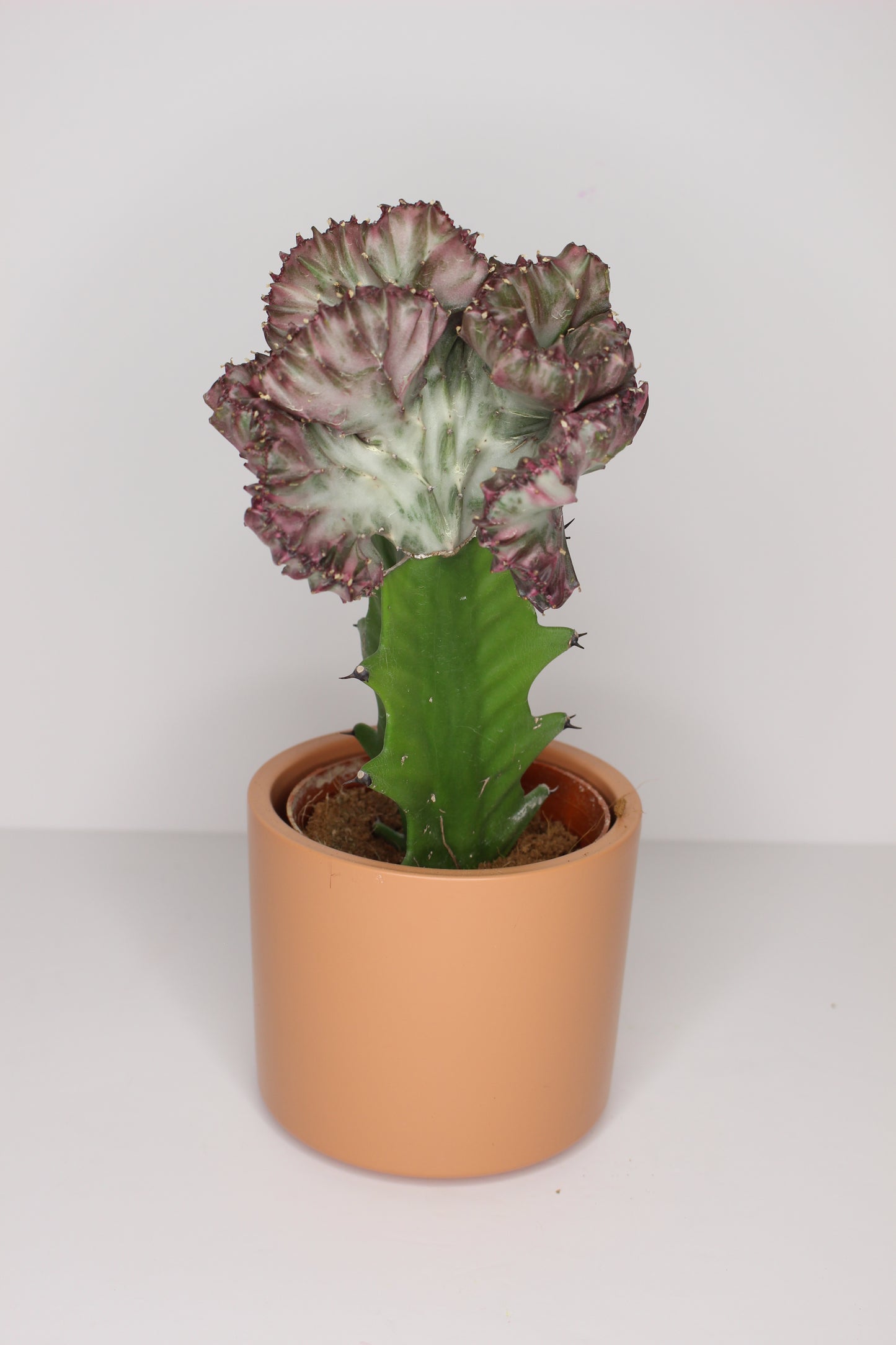 Euphorbia Lactea + Macetero