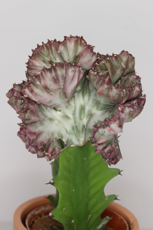 Euphorbia Lactea + Macetero
