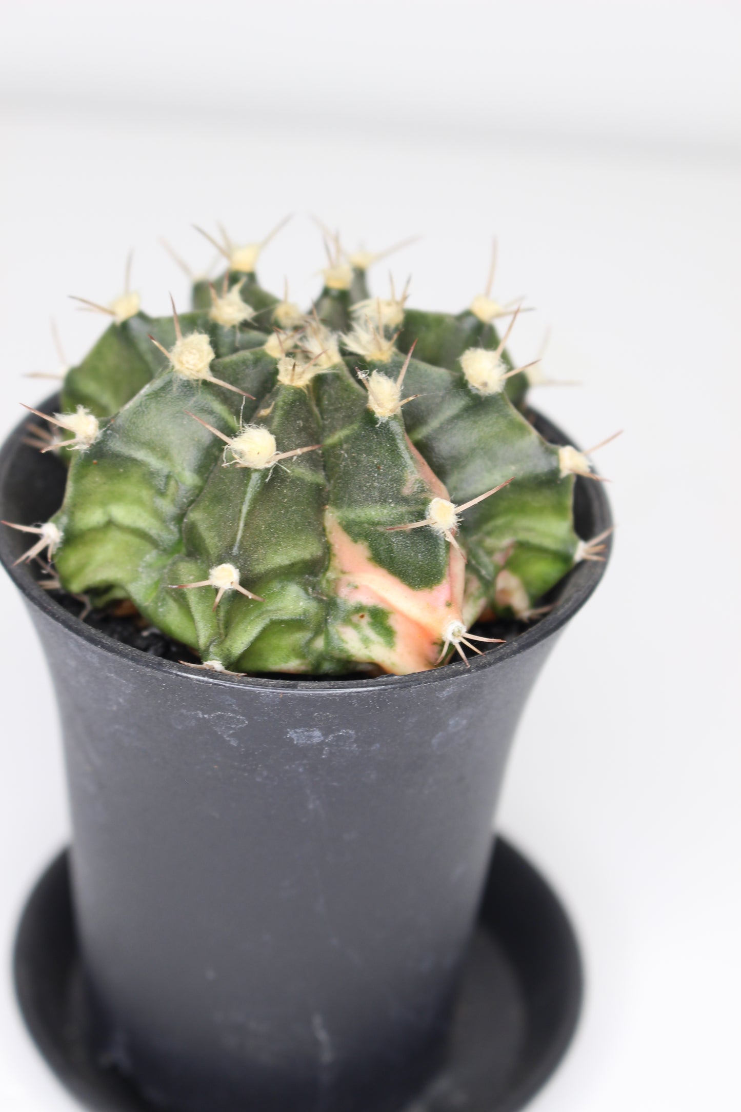 Gymnocalycium Variegata (ejemplar)
