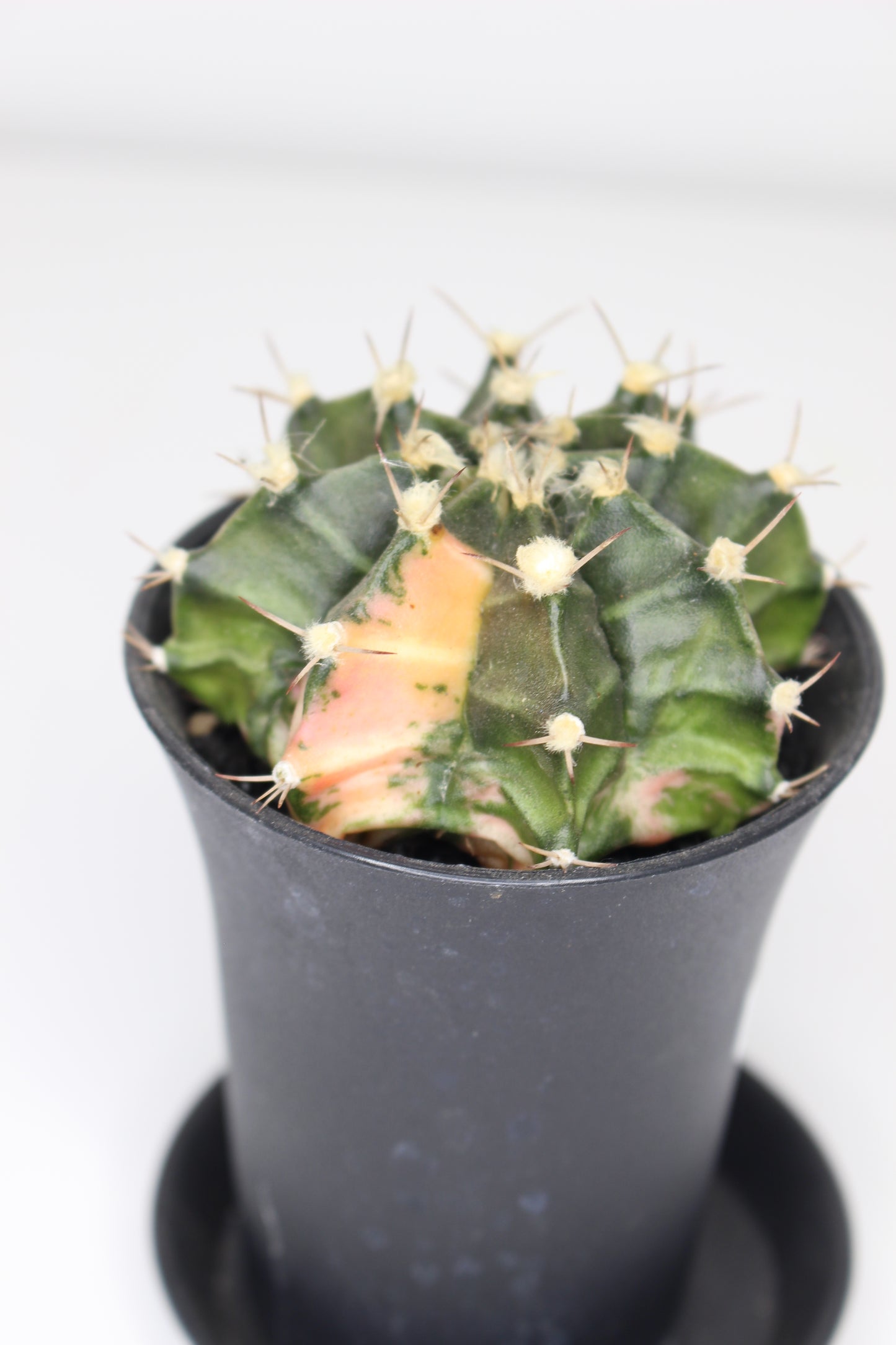 Gymnocalycium Variegata (ejemplar)