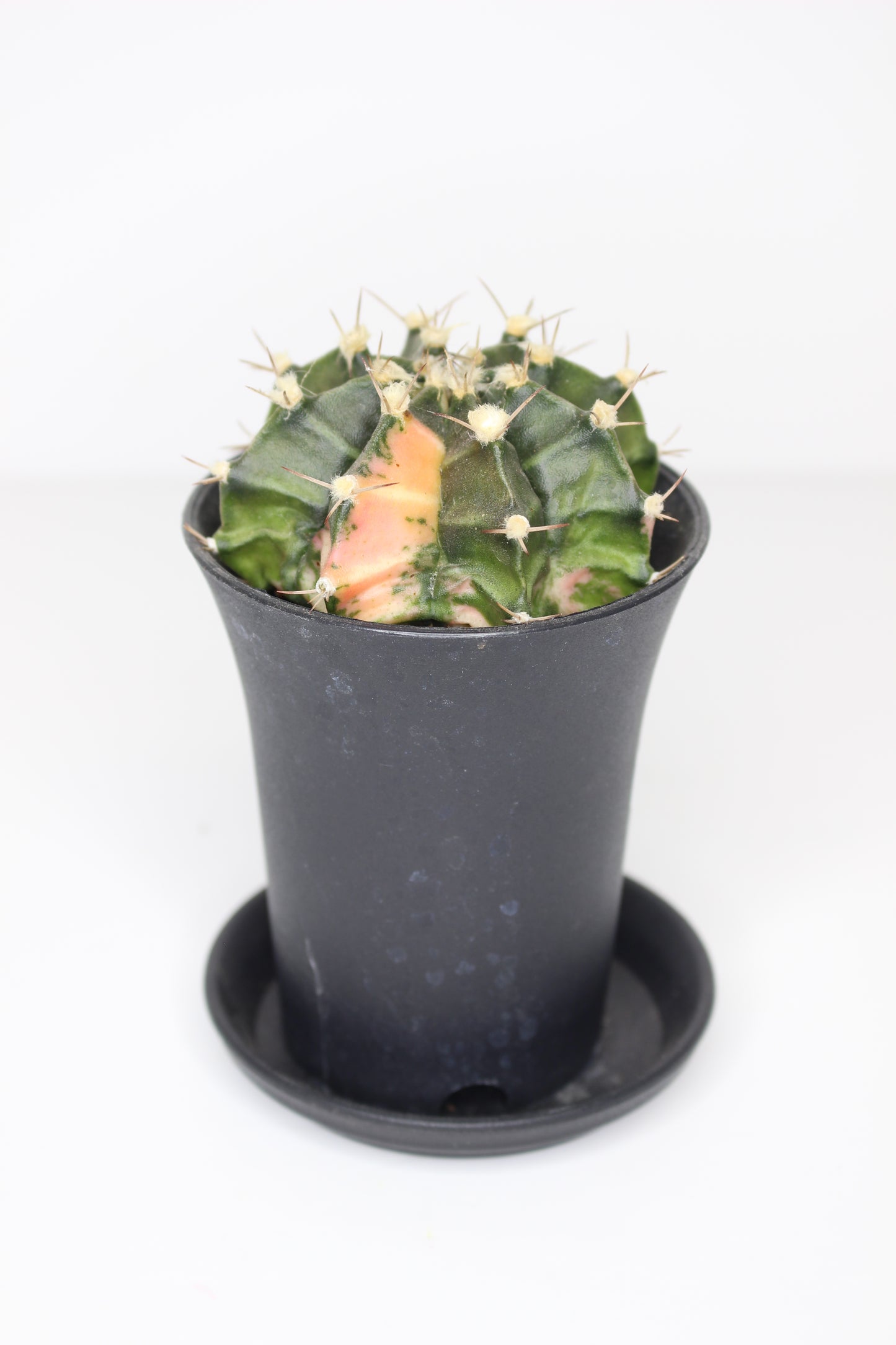 Gymnocalycium Variegata (ejemplar)