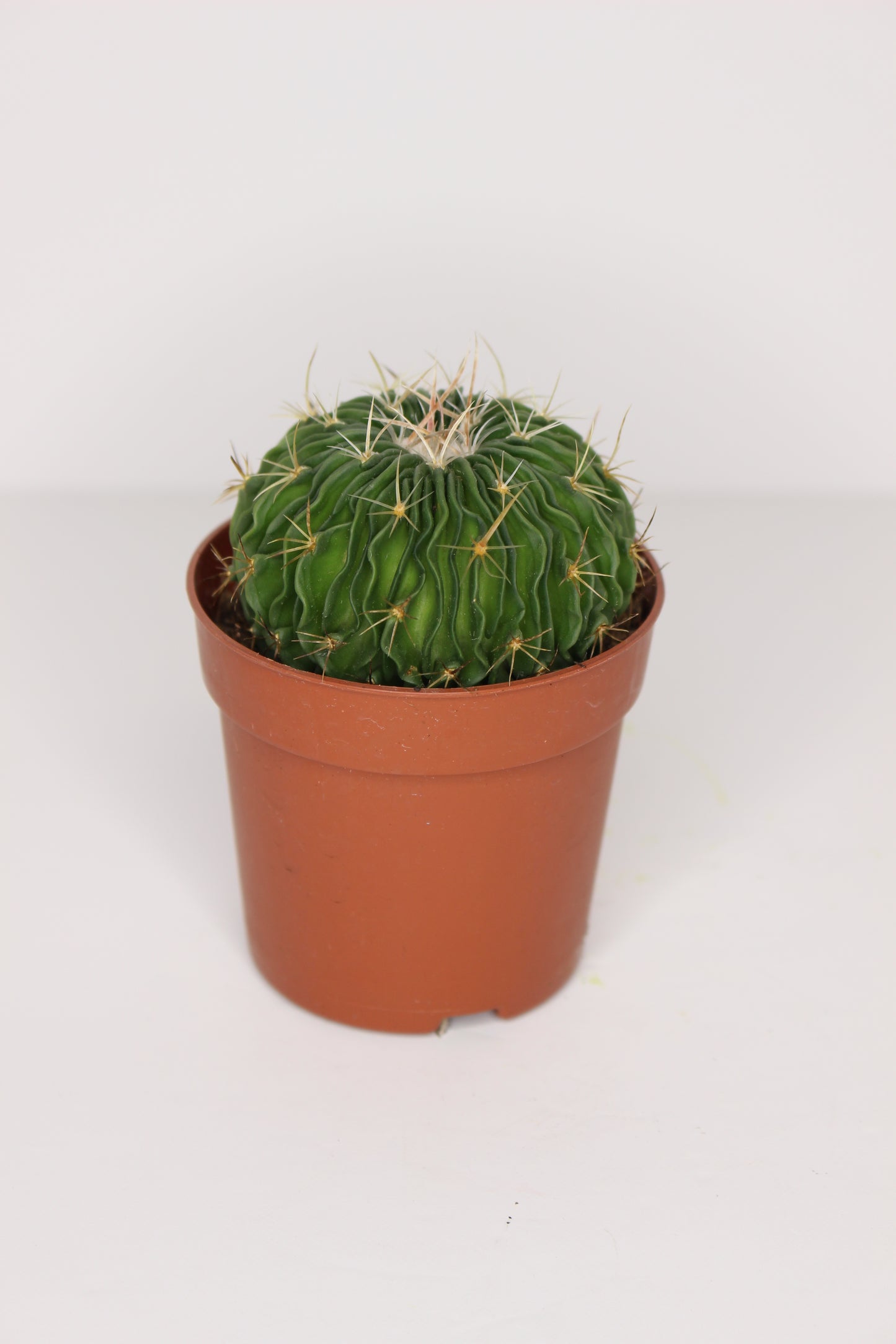 Stenocactus Multicostatus