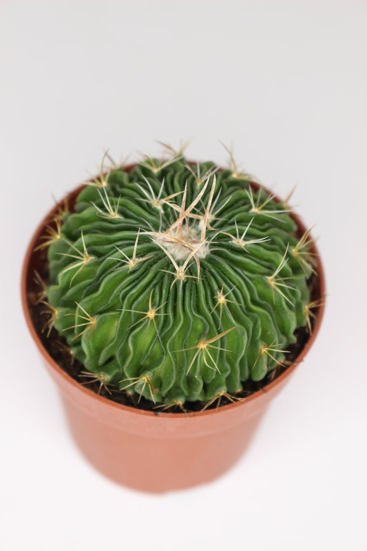 Stenocactus Multicostatus