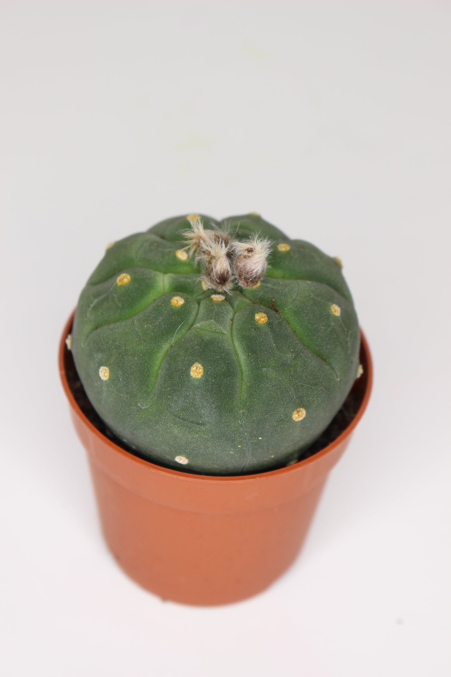 Matucana Madisoniorum