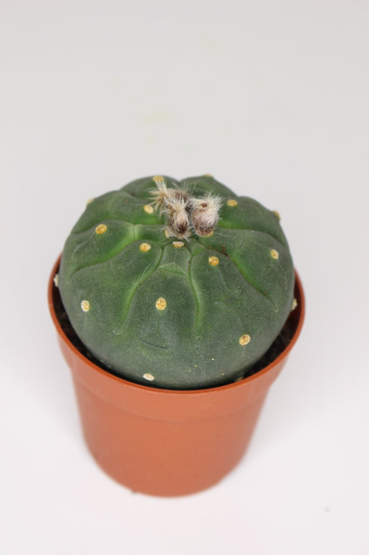 Matucana Madisoniorum