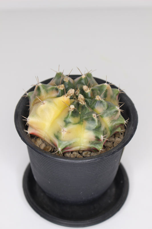 Gymnocalycium Variegata (ejemplar)