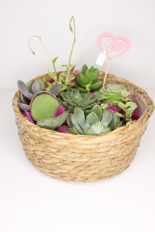Cesta Suculentas Regalo