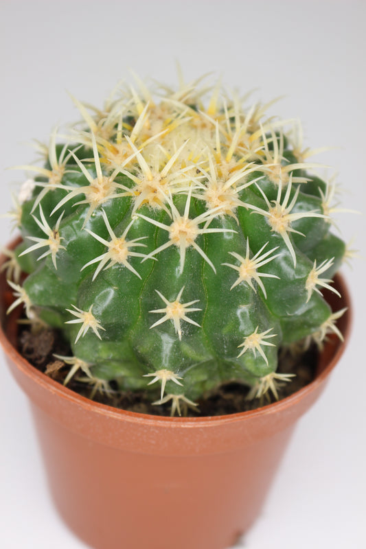Echinocactus Grusonii