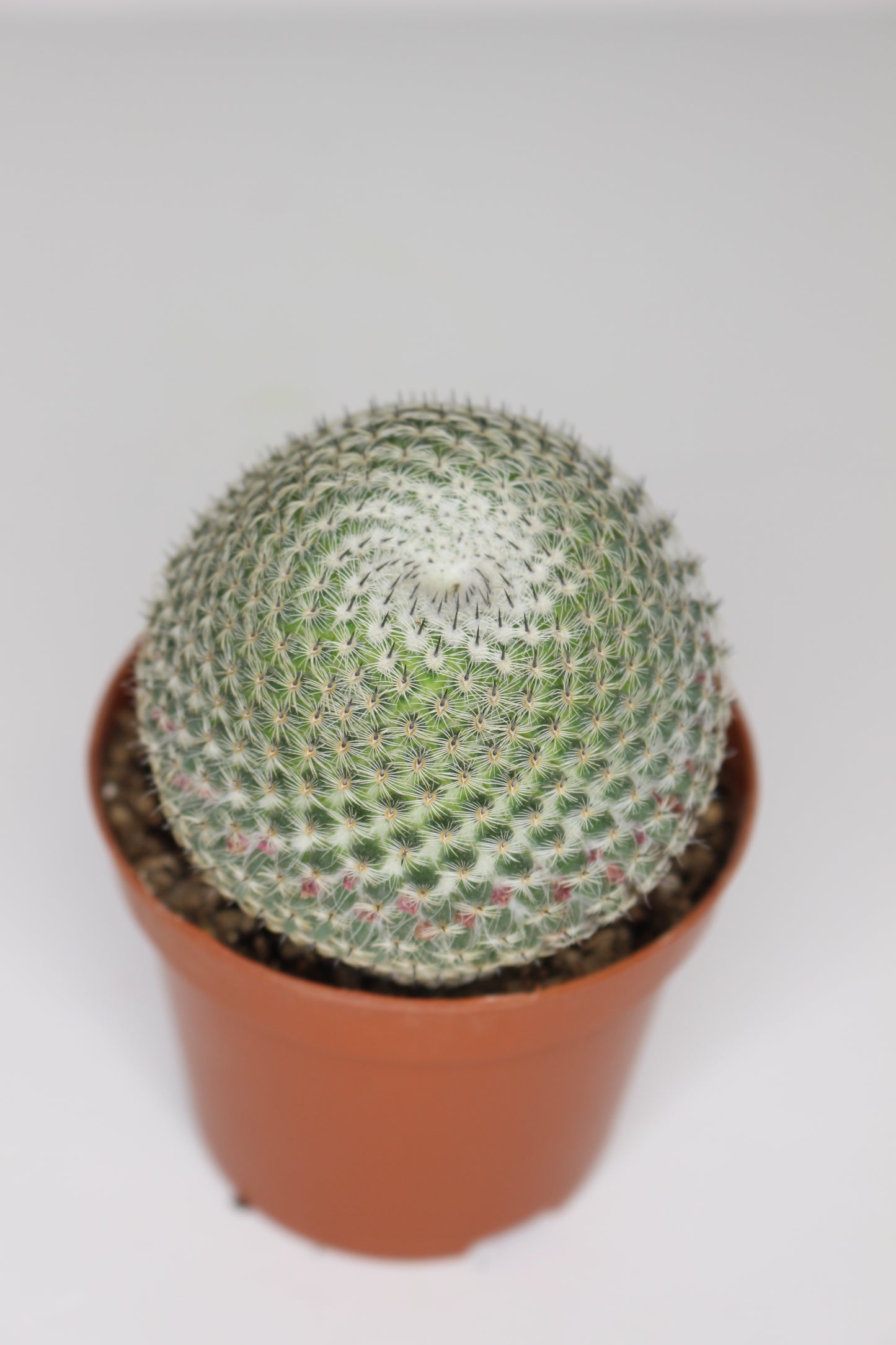 Mammillaria