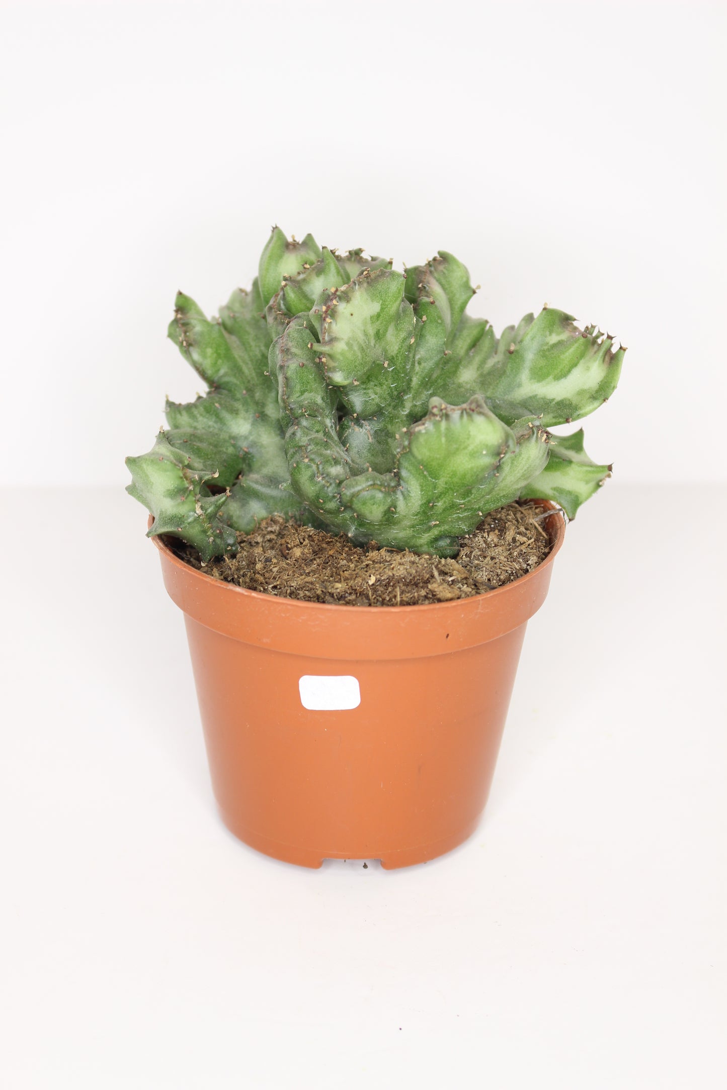 Euphorbia Lactea Cristata