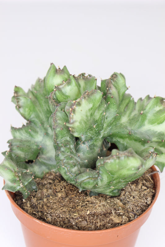 Euphorbia Lactea Cristata