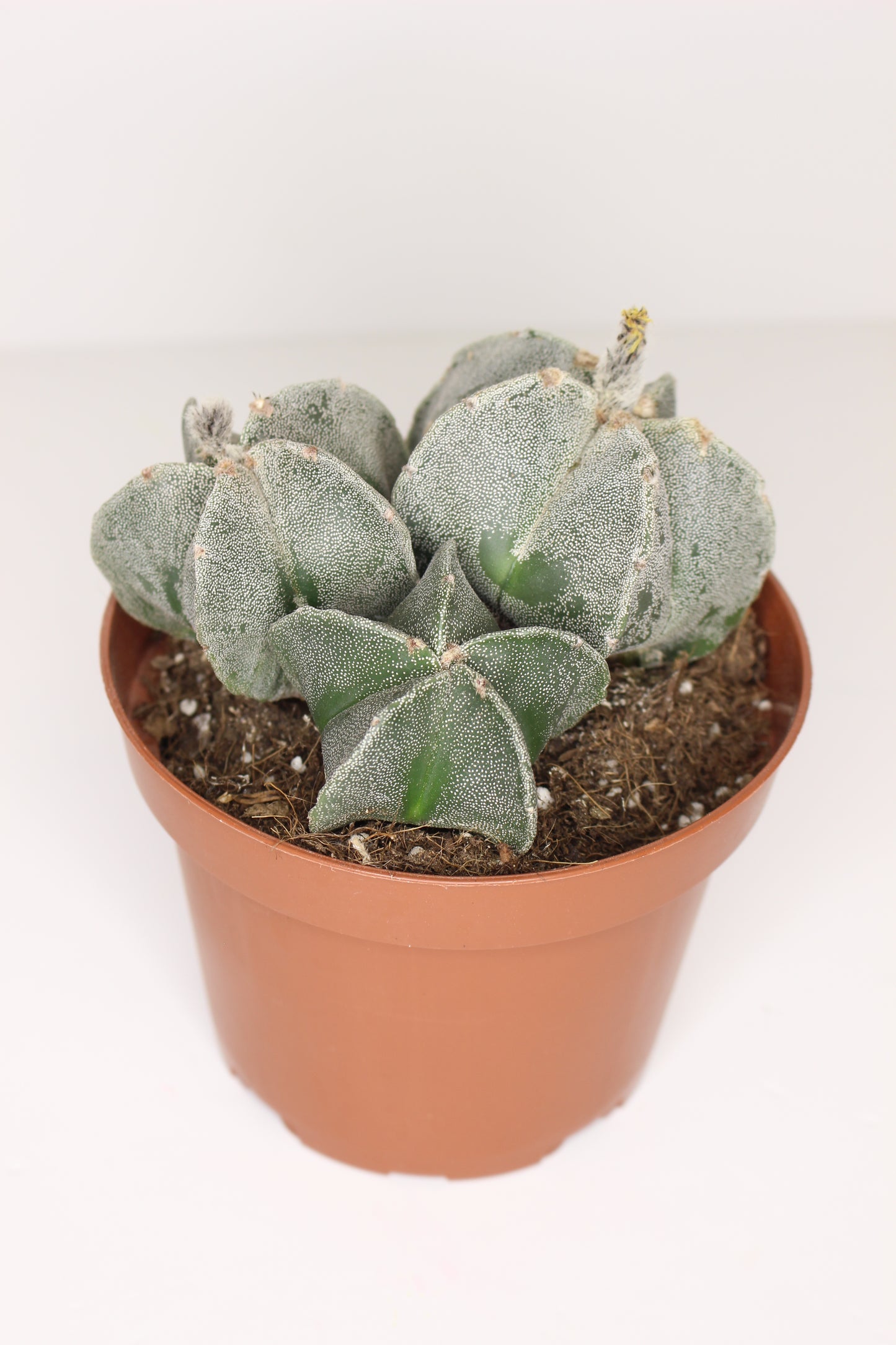 Astrophytum Myriostigma (ejemplar)
