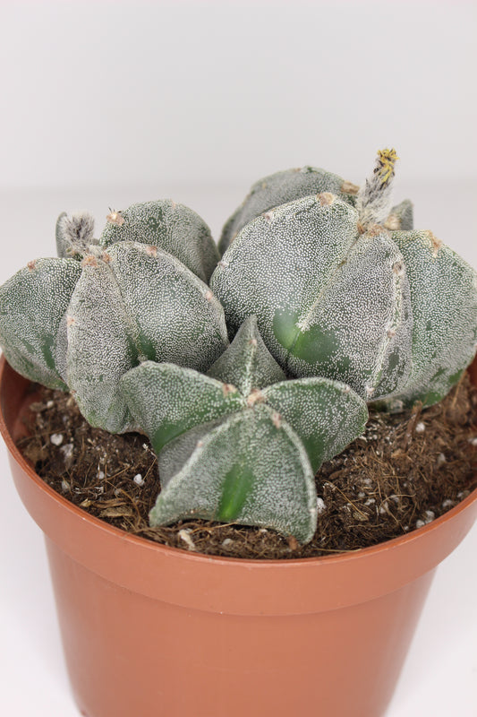 Astrophytum Myriostigma (ejemplar)