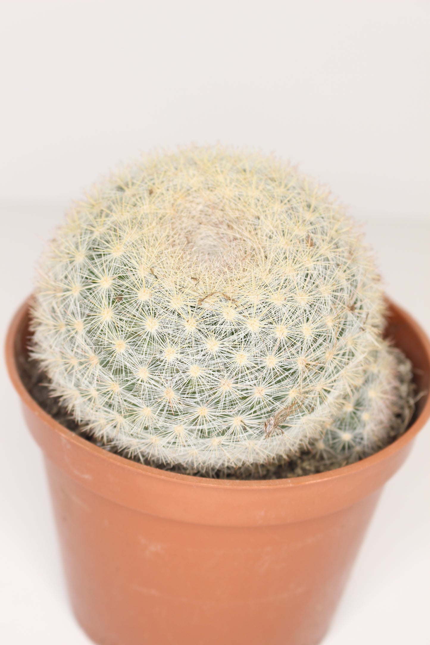 Mammillaria Candida