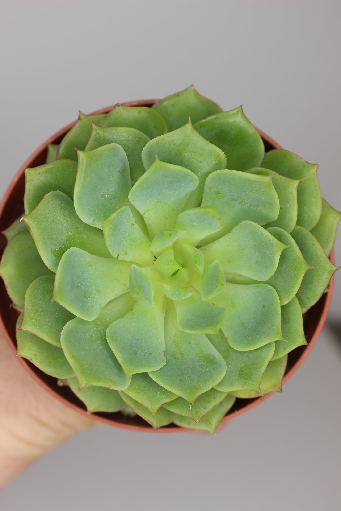 Echeveria imbricata