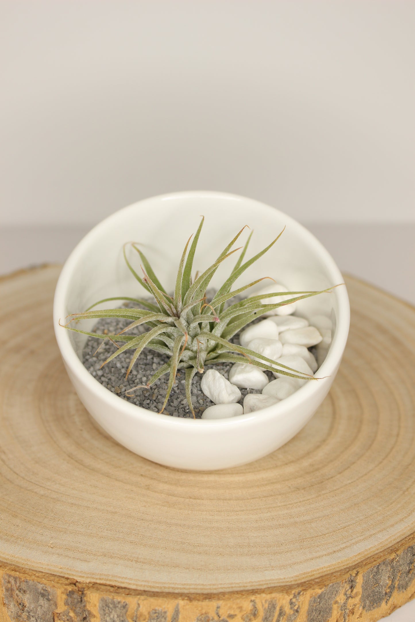 Tillandsia Terrario Cerámica