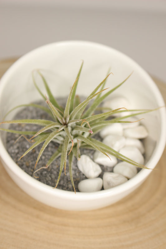 Tillandsia Terrario Cerámica