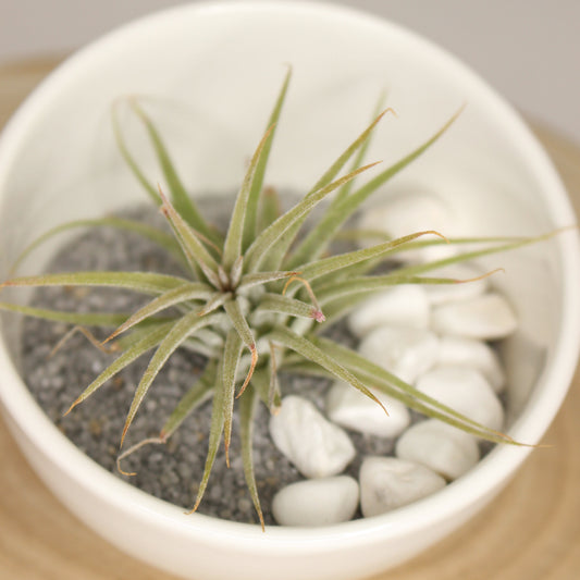 terrario-ceramica-tillandsia