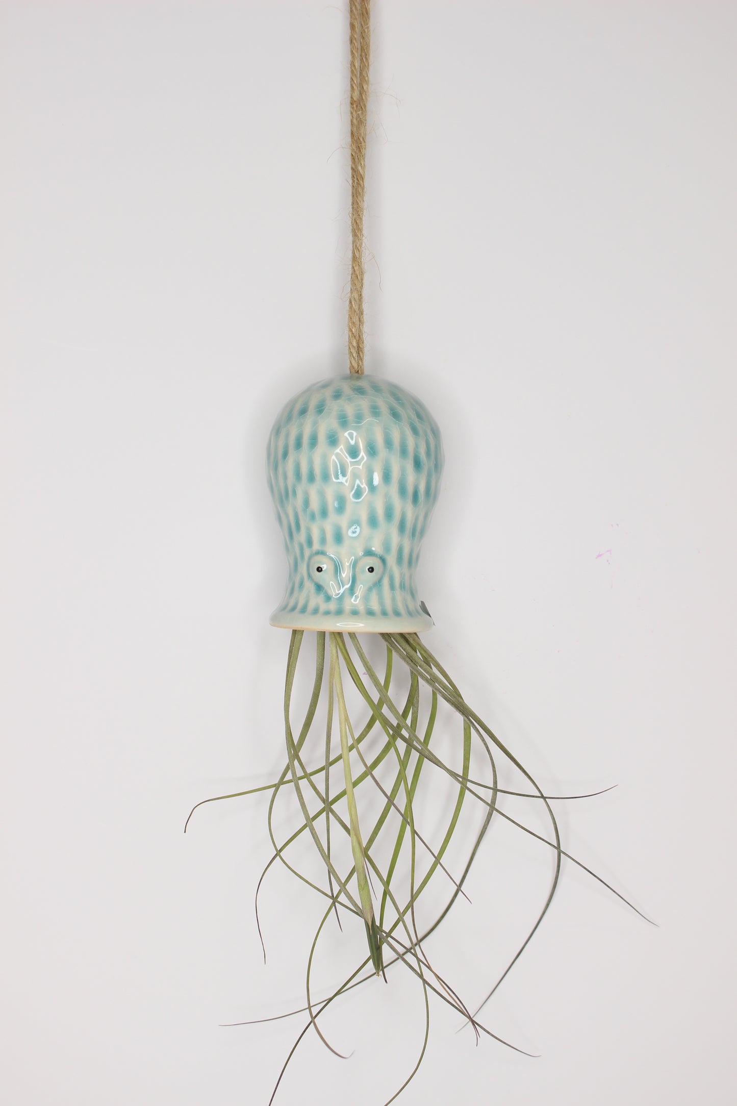 Tillandsia Soporte Colgar Pulpo