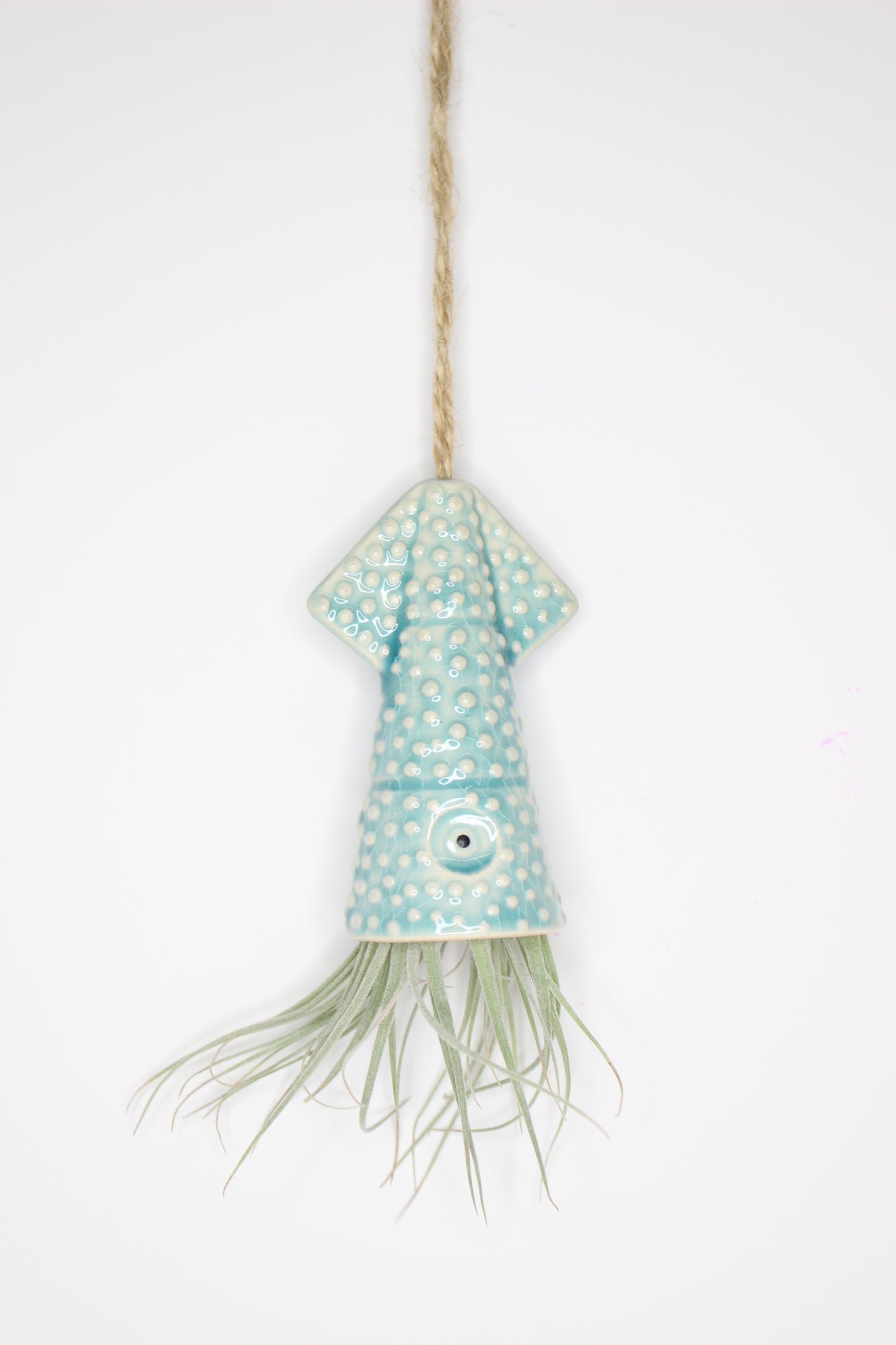 Tillandsia Soporte Colgar Calamar