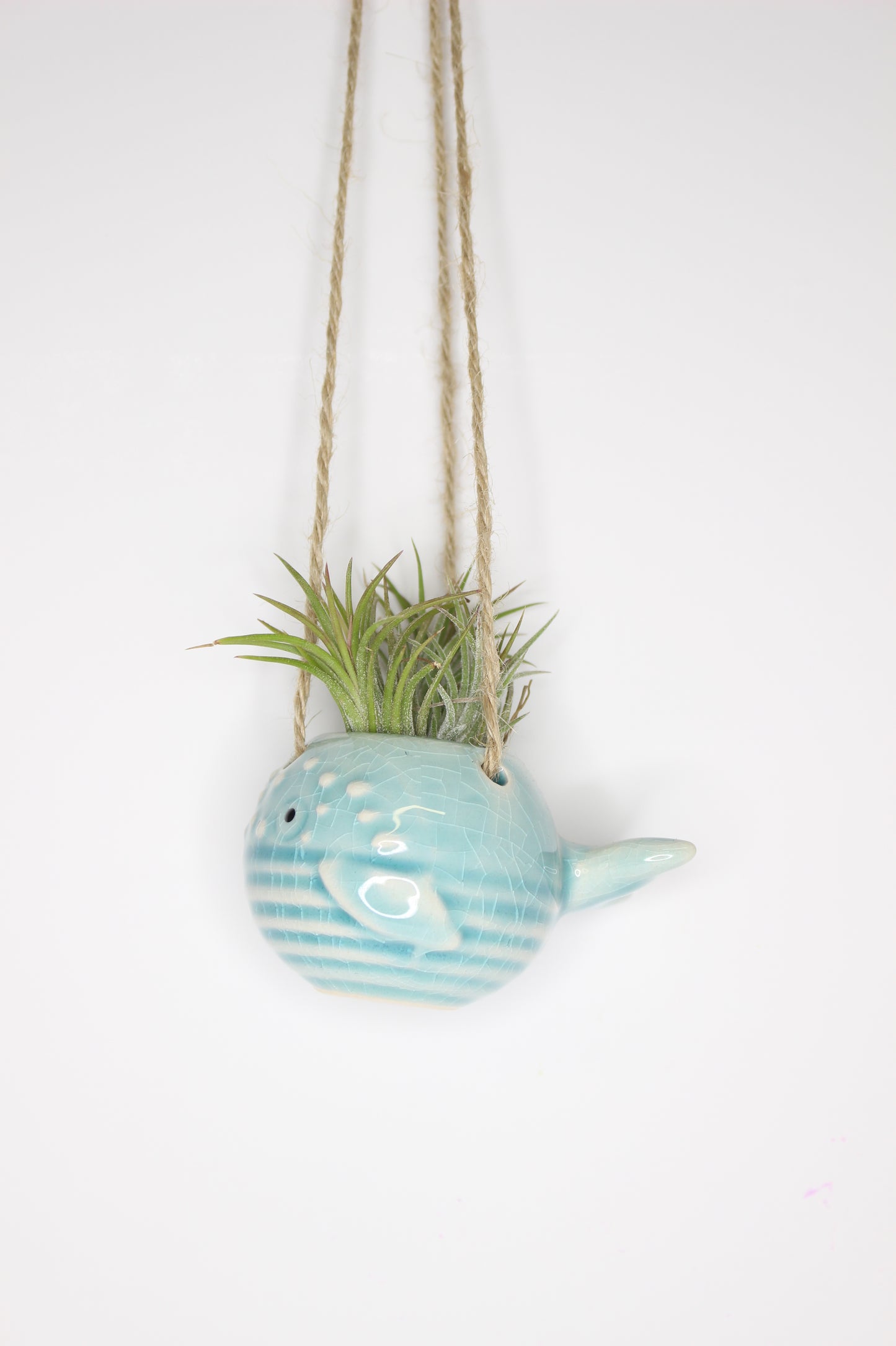 Tillandsia Soporte Colgar Ballena