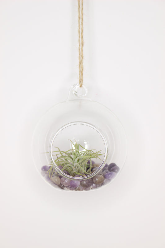 Tillandsia Terrario Minerales Colgante