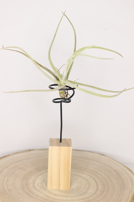 Tillandsia Soporte Madera