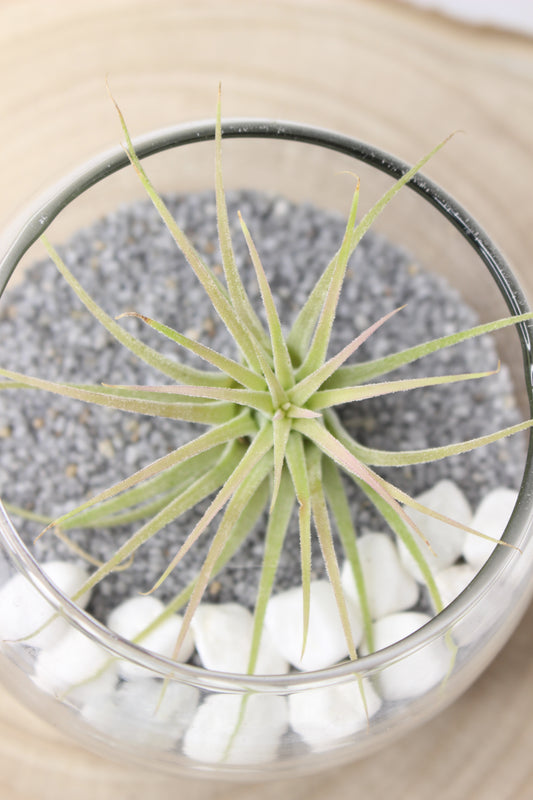 Tillandsia Terrario Cristal