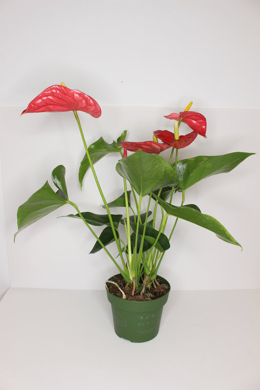 Anthurium Rojo