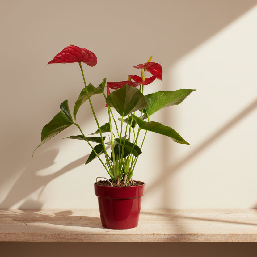 planta anthurium flor roja