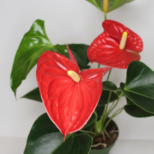 anthurium flor roja planta interior