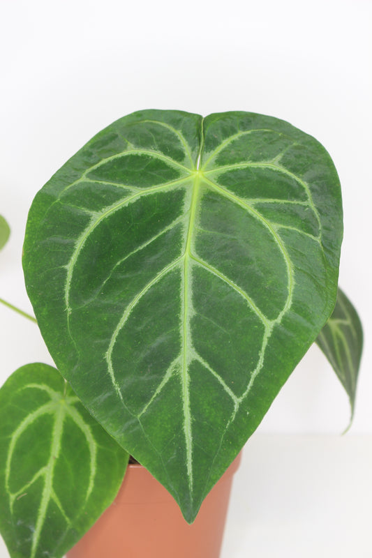 Anthurium crystalinum