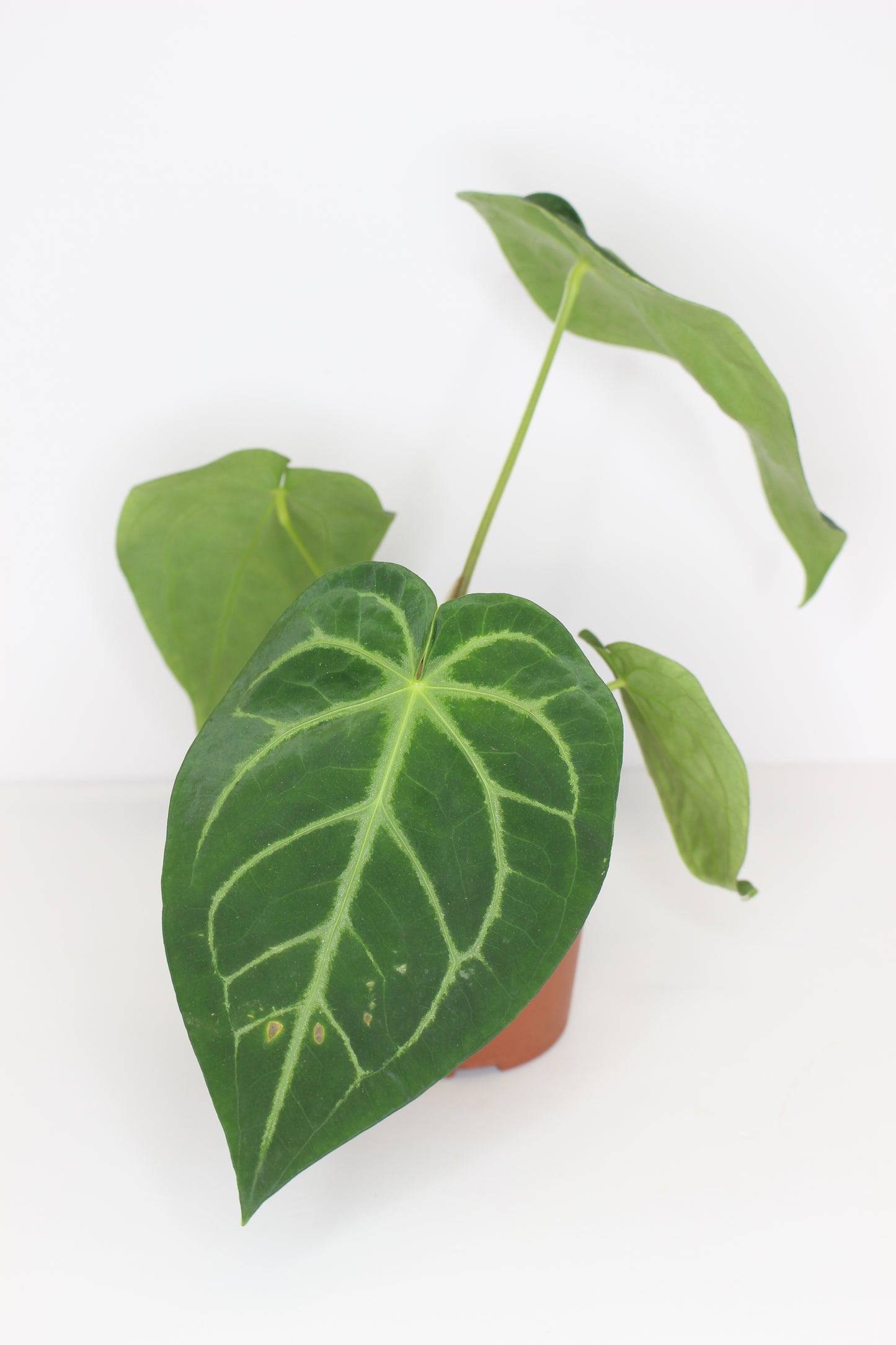 Anthurium crystalinum