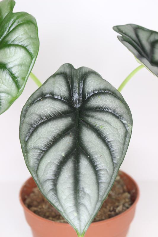 Alocasia Silver Dragon
