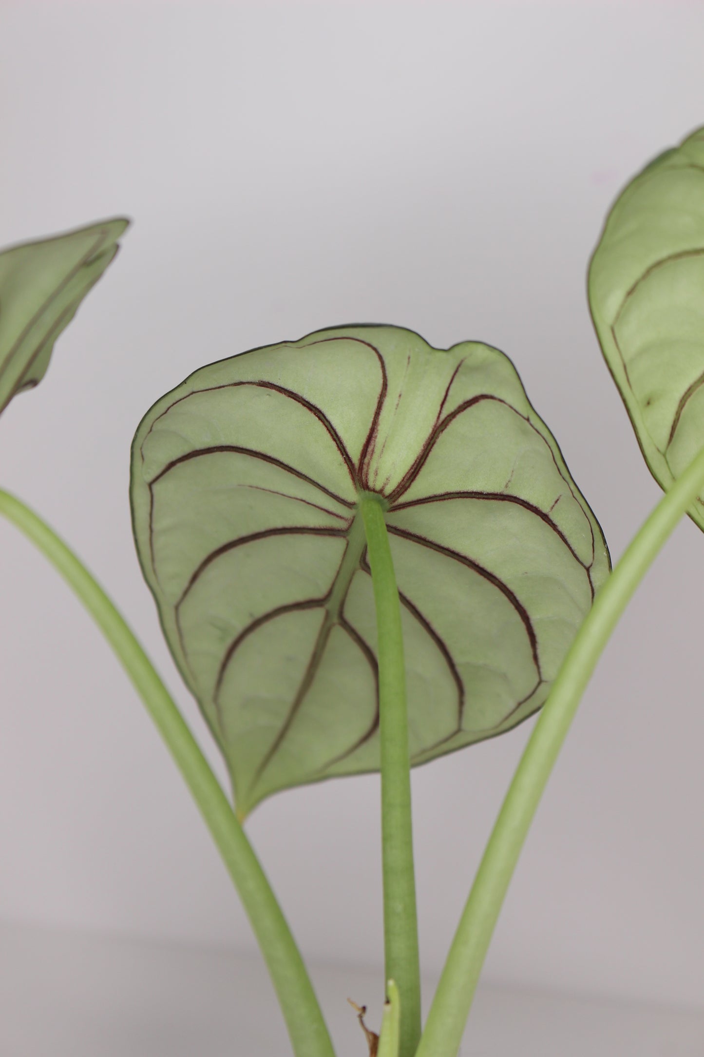 Alocasia Silver Dragon