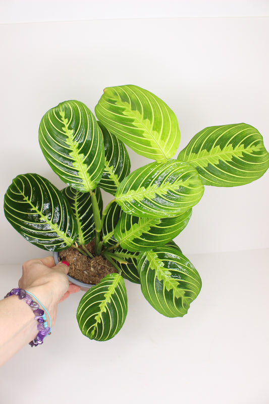 Maranta Leuconeura Lemon