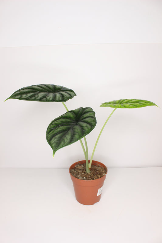 Alocasia Dragon Scale