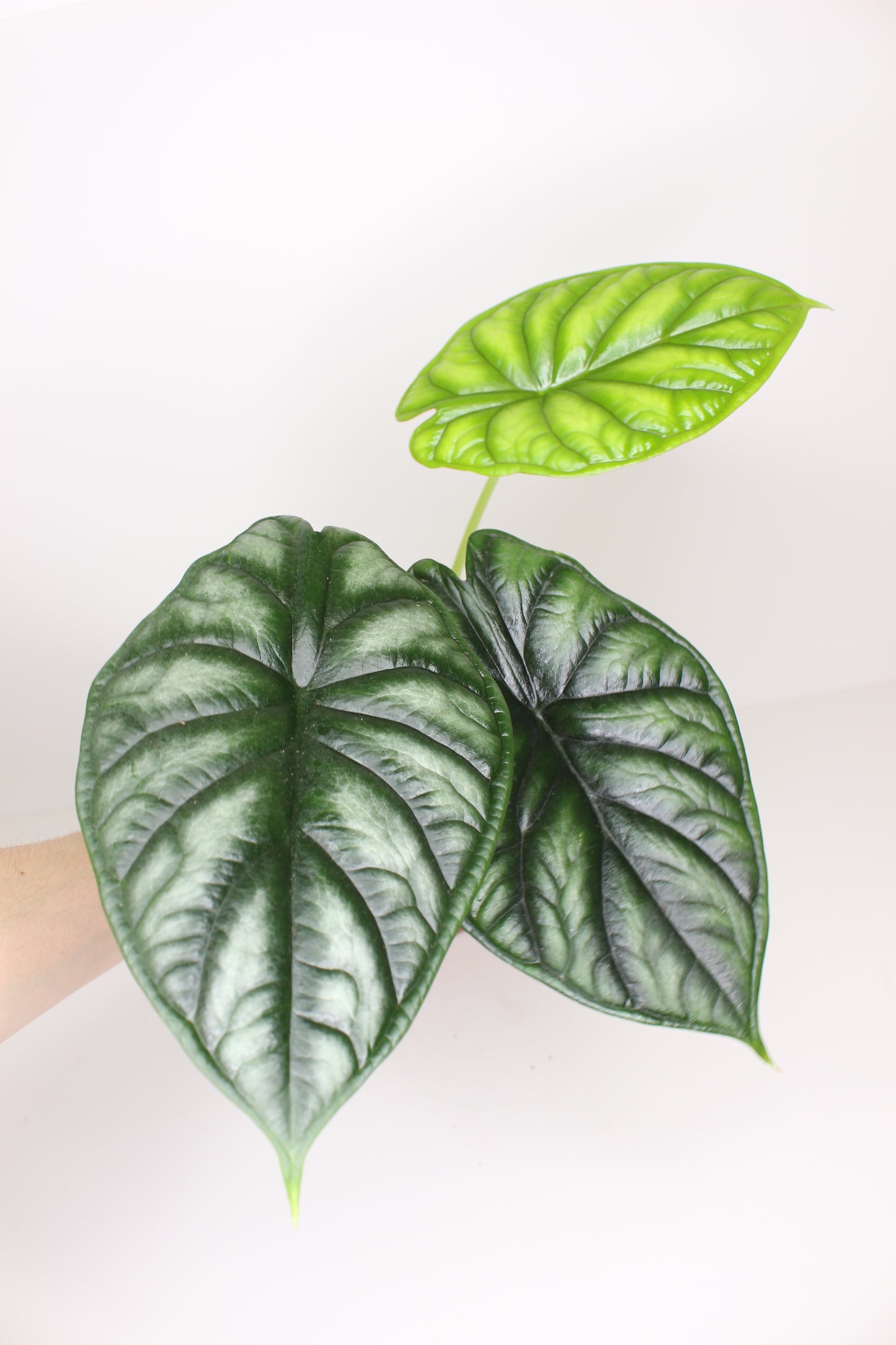 Alocasia Dragon Scale