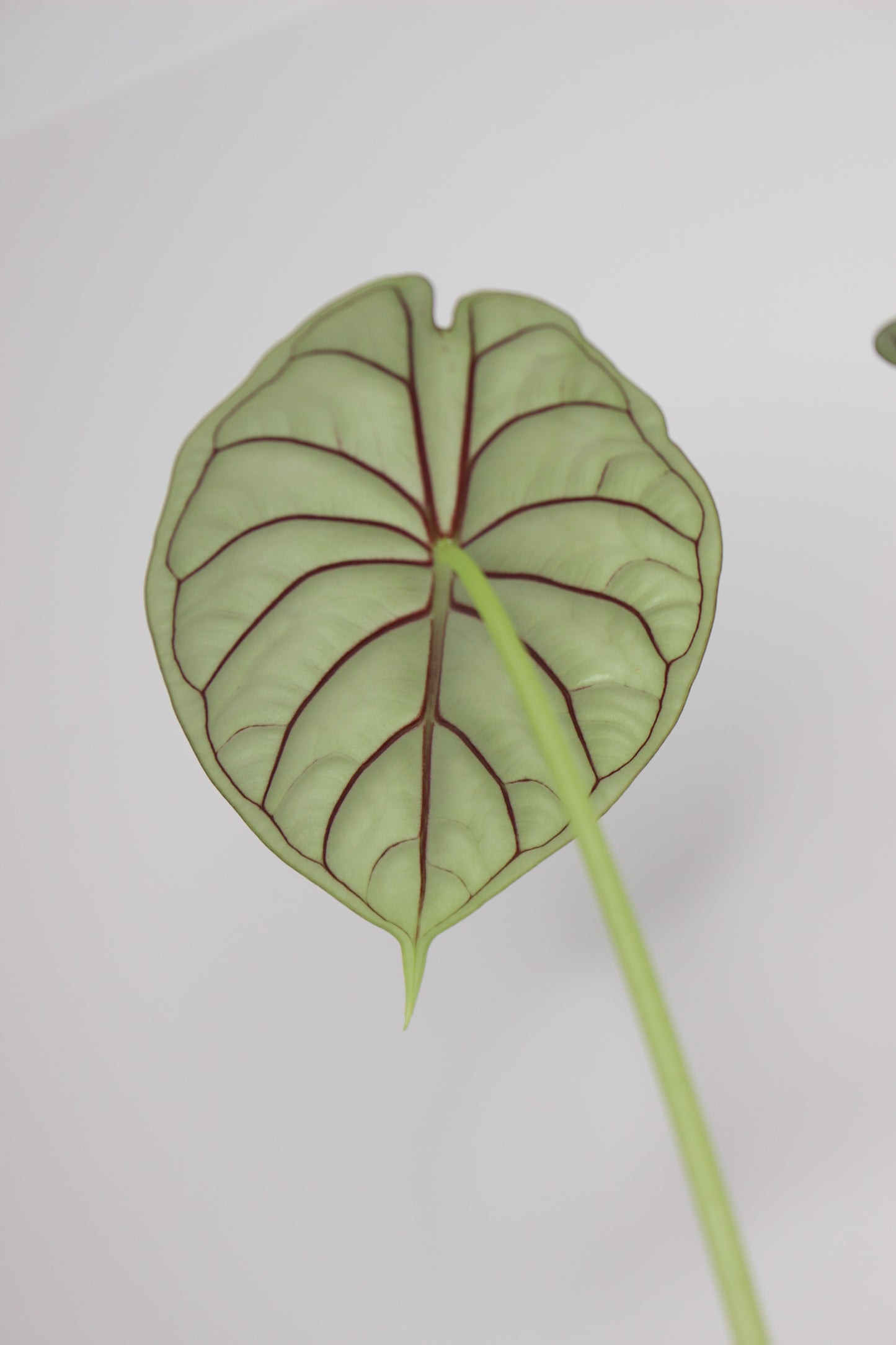 Alocasia Dragon Scale