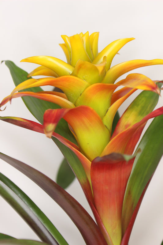 Bromelia Guzmania Fiero Yellow