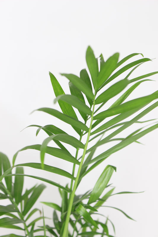 Chamadorea Elegans (palmerita de la suerte)