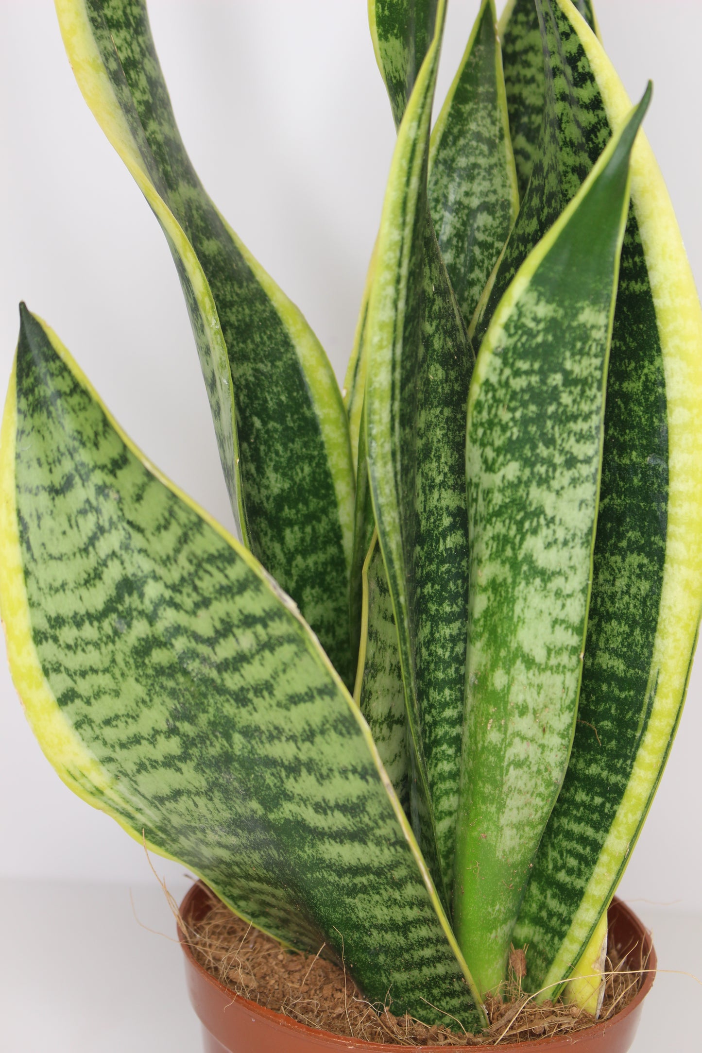 sansevieria-trifasciata-hojas-verdes