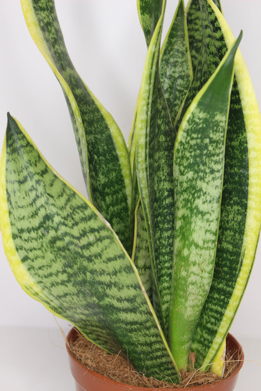 sansevieria-trifasciata-hojas-verdes