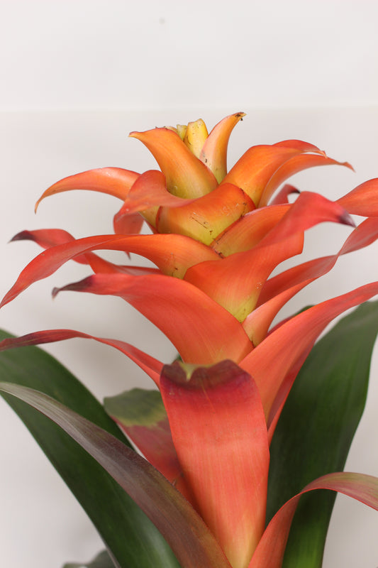 Bromelia Guzmania Naranja