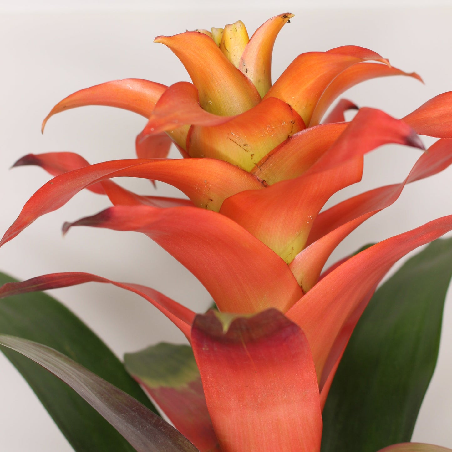 bromelia guzmania flor naranja en maceta
