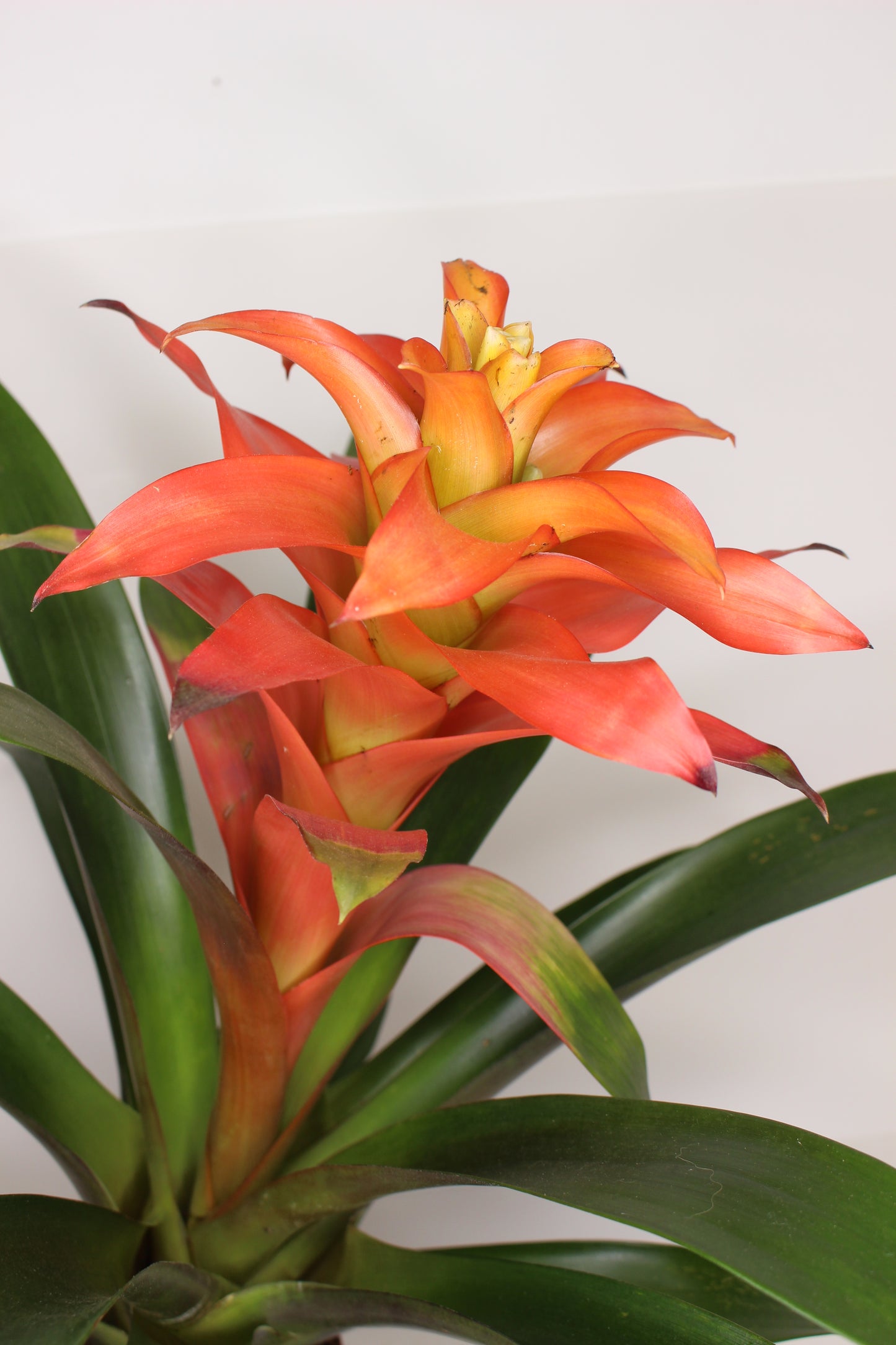Bromelia Guzmania Naranja