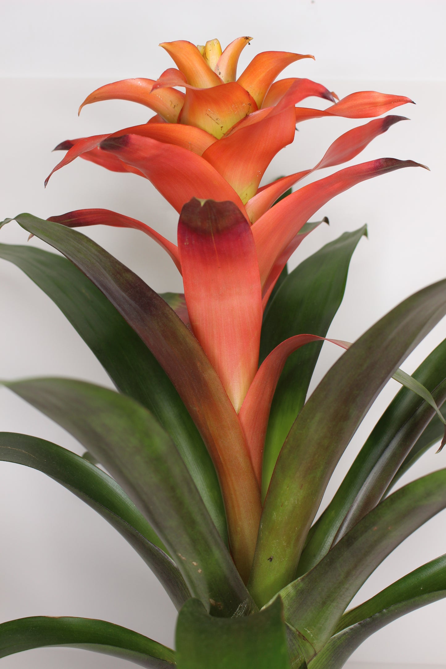Bromelia Guzmania Naranja